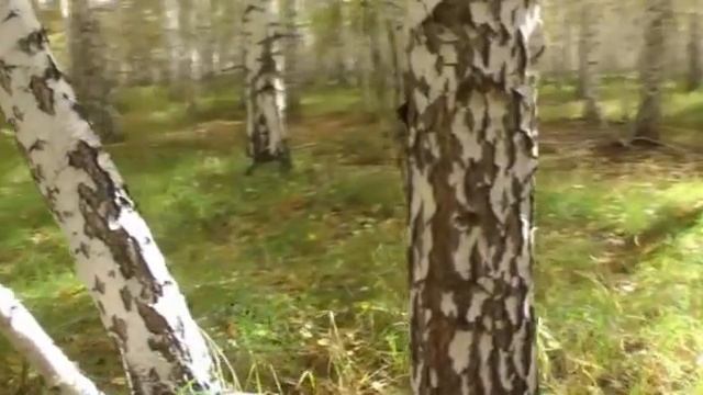 Людмила Зыкина Вальс Березка смотреть онлайн