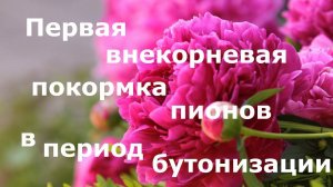 Первая внекорневая подкормка пионов в период бутонизации! Цвести будут замечательно!