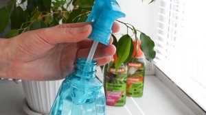 Чем подкормить комнатные растения/цветы?