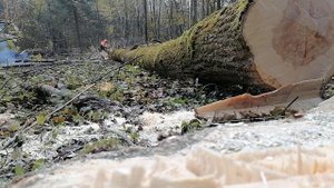 Работа вальщика леса