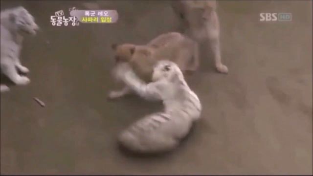 Tiger vs Lion ( The Ultimate Lions running, and Submitting from Tigers Video) смотреть онлайн