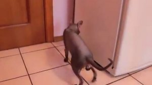 ГОВОРЯЩИЙ КОТ!!!   'Как дела'    'Нормаально!'