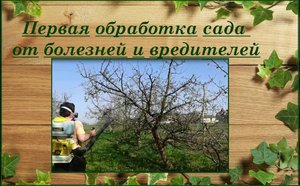 Первая весенняя обработка деревьев, кустарников и винограда. Бордосская смесь.