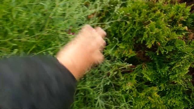 Тысячелистник птармика Белый Жемчуг или гипсофила махровая? смотреть онлайн