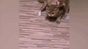 Подборка смешных животных 9 ? Приколы с котами и собаками ?