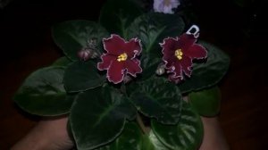 Как ОПРЕДЕЛИТЬ СОРТ фиалки на 100%