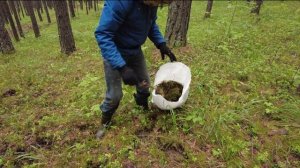 Чем набивать подушки для пчел? Мы выбираем мох, а вы?