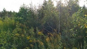 Русская гончая гонит Лису