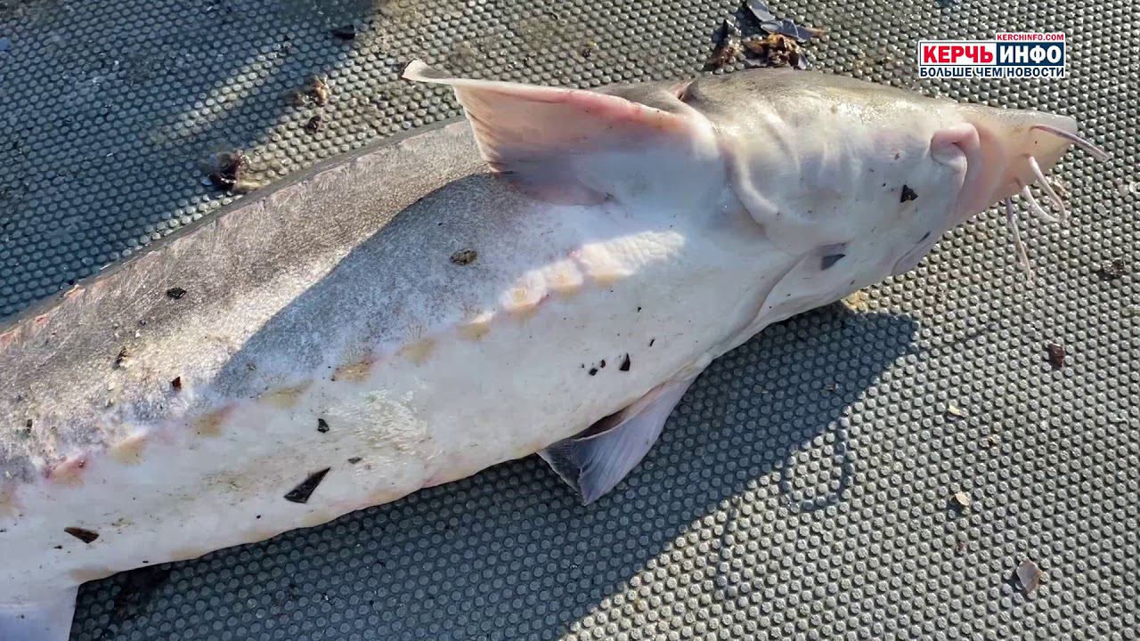 Пограничники выпустили в море более 100 особей ценных рыб смотреть онлайн