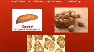 Классификация овощей