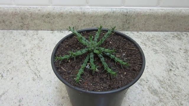 #Suculentadodia! | Euphorbia Flanaganii / Cabeça de Medusa смотреть онлайн