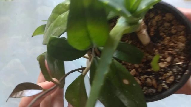 Хойя бешенный рост за 12 дней. Ошибки ухода смотреть онлайн