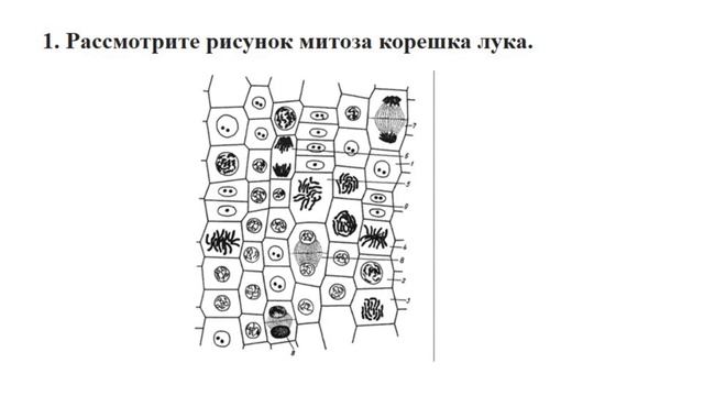 Биология 10 класс ЕМН 3 четверть 3 неделя Урок 2 смотреть онлайн