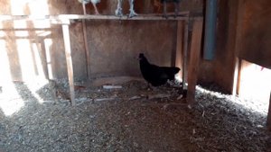 Лучшая подстилка для курочек. Готовим курятник к зиме....