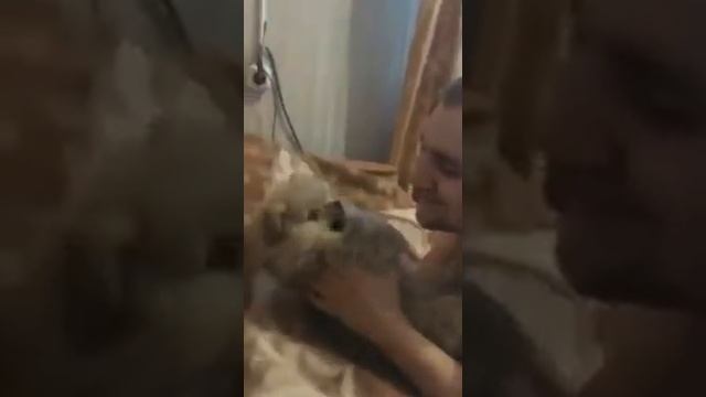 Маленький шпиц )))прикол)) дергается)