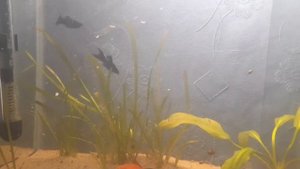 АЗБУКА АКВАРИУМИСТИКИ: Обзор черных моллинезий. Могут ли меченосцы менять пол?