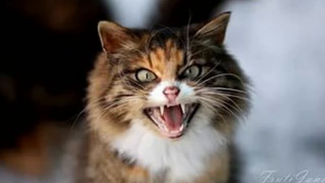 Зачем коты это делают? Странности поведение и повадки кошек. Учимся понимать кошек. Чего хочет кошк