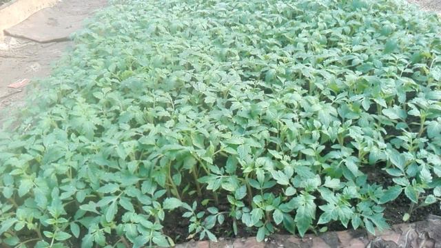 Рассада помидоров на продажу  на 14 апреля смотреть онлайн