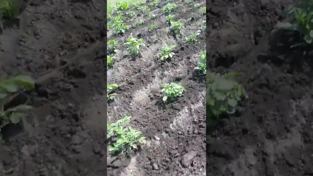 Мототрактор Булат с трёхрядным культиватором-окучником