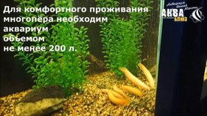 Аквариумный ДРАКОН - ПОЛИПТЕРУС СЕНЕГАЛЬСКИЙ АЛЬБИНОС (Polypterus senegalus)