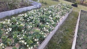 🌻🌻🌻ЦВЕТЕТ ЗЕМКЛУНИКА ЦУКАТ МУСКАТНЫЙ ОБИЛЬНО🌻🌻🌻