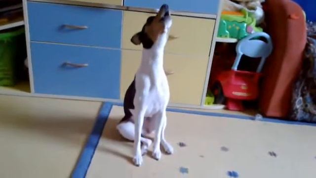 Басенджи поет
