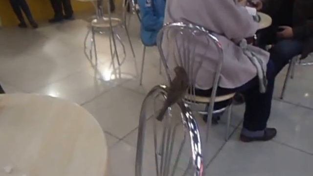 птица урбанист
