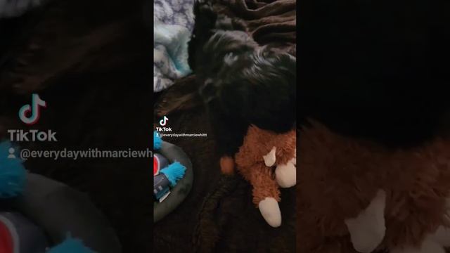 Meet Coal The Shih Tzu смотреть онлайн