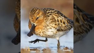 Лопатень.Редкая птица России.Всего 200 пар.Надо спасать!