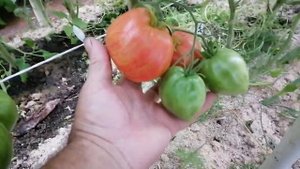 Томат Огненная Комета Софии