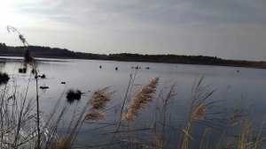 Добро пожаловать на Родину. Чекалинское озеро в Кузоватовском районе
