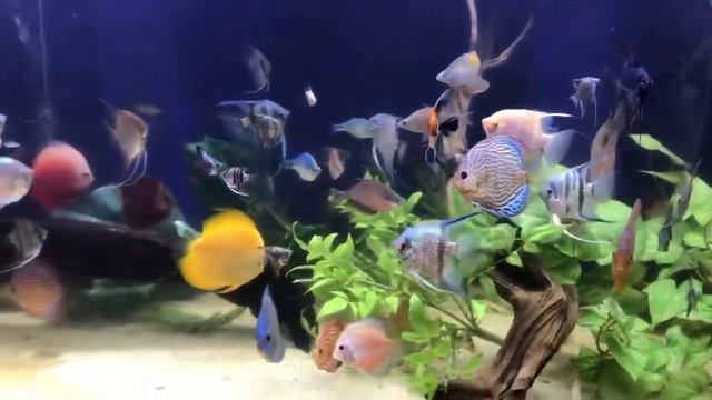 Коллекция дискусов и скалярий от Josh Moulton смотреть онлайн