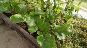 Ступеньки в парник/Помидоры оживают/Огород