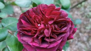 TRADESCANT ROSE plant by David AUSTIN ~1992 UK バラ トレードカント