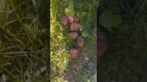 Картофель "Журавинка"