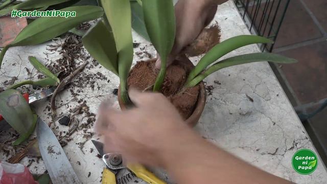 How to Propagate Cattleya Orchids | Growing and Repotting | Garden ni Papa смотреть онлайн