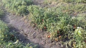 Сбор помидора в поле. Высокая урожайность томата