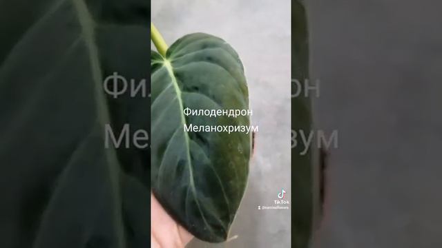 Филодендрон Меланохризум