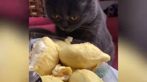 Реакции котов на запахи