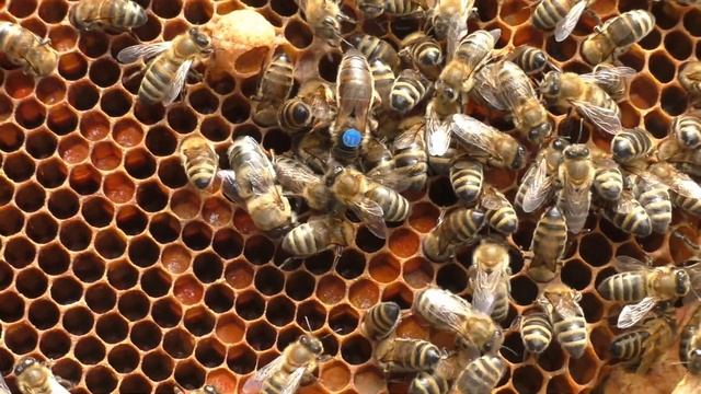 Подсадили племенную матку Карника пешец.Подготавливаем семью к зимовке. смотреть онлайн