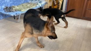 ЭТО КАТАСТРОФА | Немецкие овчарки играют дома | Немецкая овчарка и щенок