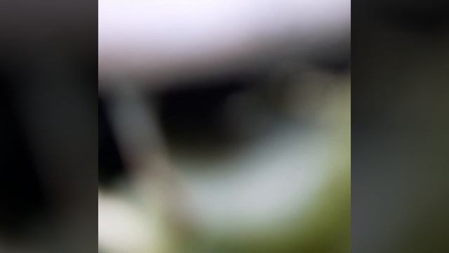 Виноград в Приморском крае! Дегустация, г/ форма Илария. на 21.08.22г, закрытый грунт. смотреть онлайн