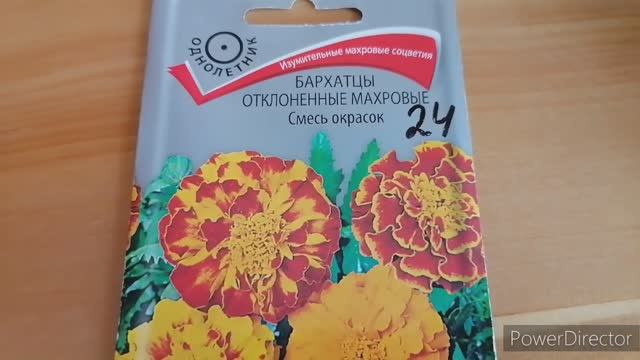 Посеяла бархатцы #рассада #бархатцы #дача #цветы #дачныецветы