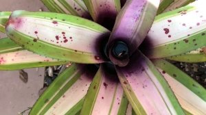 BROMELIAD NEOREGELIA with NAMES