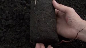 Pro абрикос. Часть 2. Правильная посадка абрикоса.