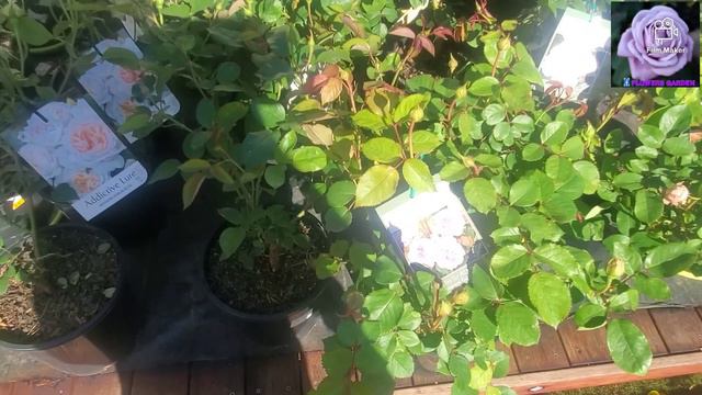 Climbing Rose at Flowers Garden - Blue Moon смотреть онлайн