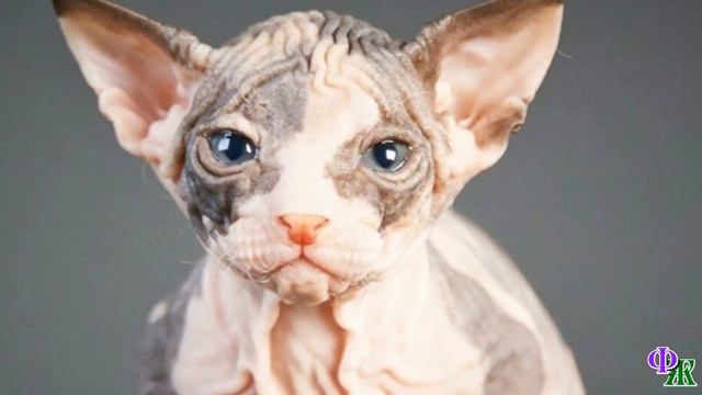 «Никогда этой дряни в моём доме не будет!»- муж был резко против лысой кошки в доме, но в итоге … смотреть онлайн