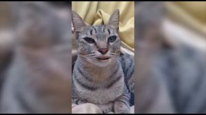 I´ve seen that face before (Libertango) - Barbie & White