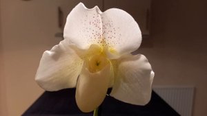 Моя белая “обувь”. Цветение oрхидеи Paphiopedilum White Lady (Пафиопедилум)