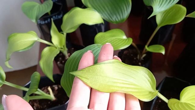 Хосты из питомника Франсен спустя 3 недели смотреть онлайн